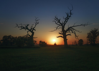 Sylwetki drzew podczas zachodu słońca © Krzysztof