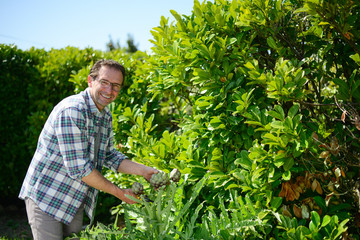 ripe artichoke organic being cut and harverst in the vegetable garden outdoor during sunnyday
