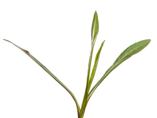 young sprouts of a new belgian aster. green leaves on a white background