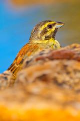 Cirl Bunting, Emberiza cirlus, Escribano Soteño, Castilla y León, Spain, Europe