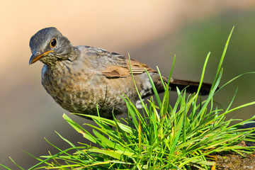Blackbird, Turdus merula, Mirlo Común, Forest Pond, Castilla y León, Spain, Europe