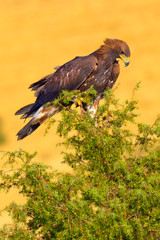Golden Eagle, Aquila chrysaetos, Águila Real, Forest Pond, Castilla y León, Spain, Europe