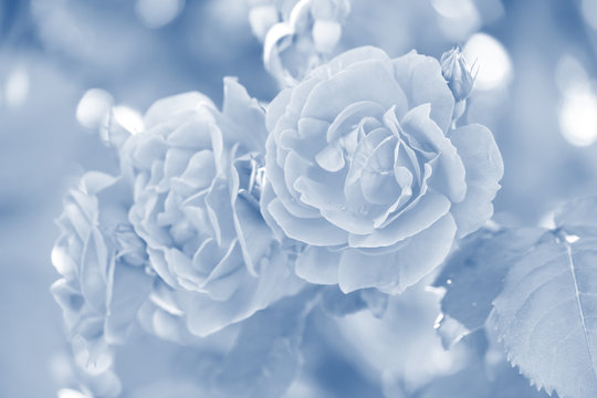 Roses in the garden. The tone of the photograph is blue.