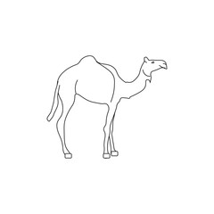 dromedary animal, illustration for web and mobile design.