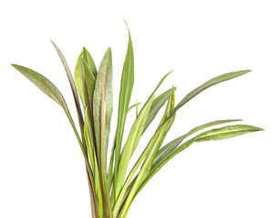 young sprouts of a new belgian aster. green leaves on a white background