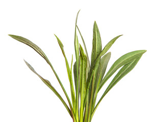 young sprouts of a new belgian aster. green leaves on a white background