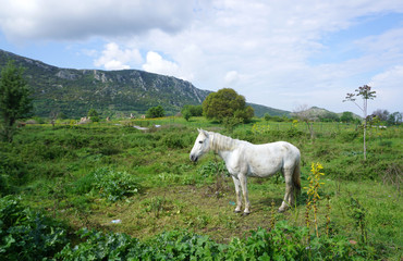 white horse standing on the ground outdoor