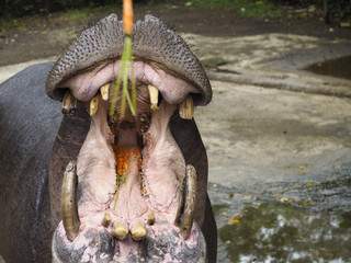 hippo feeding