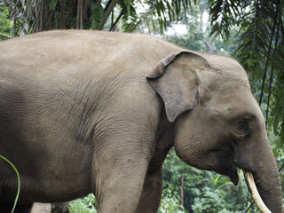 Fototapeta premium elephant profile