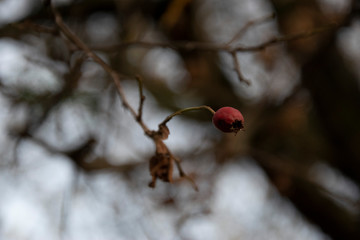 Rote Beere im Winter