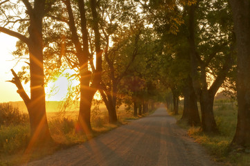 an alley along a dirt road in the sun, country road at sunset