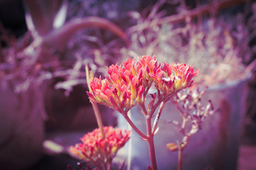 close up of pink flower