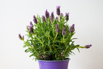 Lavender violet bush in pot. Home plant, gardening. Close up, copy space. Balcony.