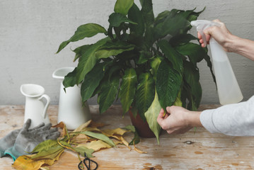 Maintaining Home Garden. Female gardener spray with water leaves on plant