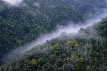 Fototapeta na wymiar Strip of Fog in the Lower Zone of a Deciduous Forest