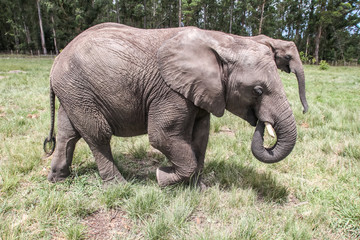 Naklejka na ściany i meble African Elephants in the Wild