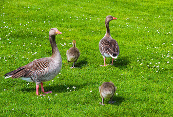 Graugans_6170 © Dieter Kenz