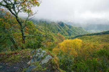 The Immense Deciduous Native Forest Devesa da Rogueira