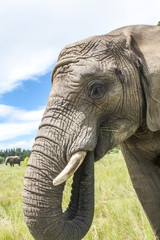 African Elephants in the Wild