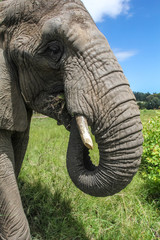 African Elephants in the Wild
