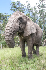 Fototapeta premium African Elephants in the Wild