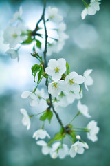 Bokeh photo of sakura (cherry blossom) with bluish background
