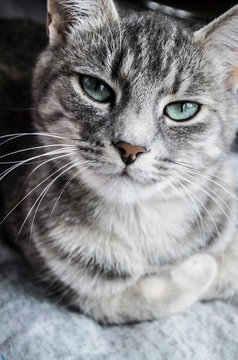 Gray kitty with green eyes with striped color.