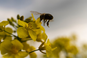 honey bee flies and lands on rapeseed in spring