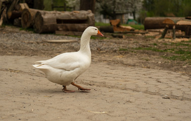 goose runs freely through organic farm