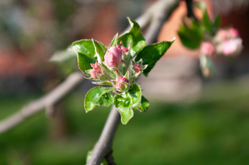 Buds apple tree, spring flowers, blooming time. seasonal. Nature wake up. Close up.