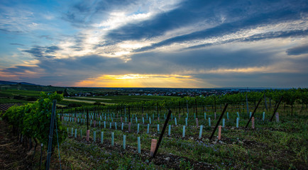 green vineyards landscape at sunset time 