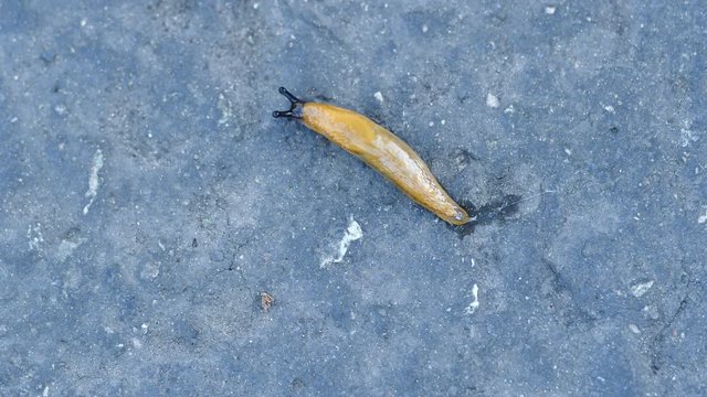 
Top down macro shot of a tiny Spanish slug moving across a paved road