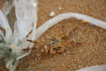 Krebs im müll groß 