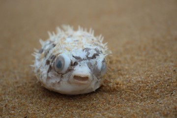 toter kugelfisch © Nikoletta