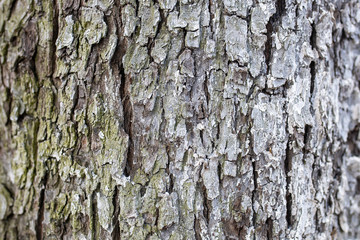 Fototapeta premium texture of tree bark, wet and dry