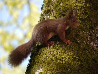 Das Eichhörnchen