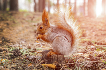 The squirrel (Sciurus) sits on the stump and nibbles on a nut in the pine forest