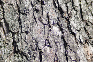 texture of tree bark, wet and dry