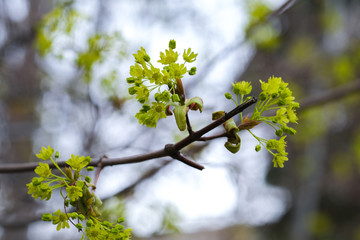 budding buds