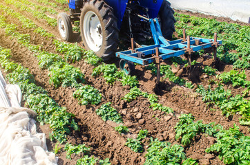 Tractor plows loosens the land of a plantation of a young Riviera variety potato. Cultivation of an...