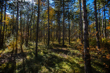 colorful autumn forest 