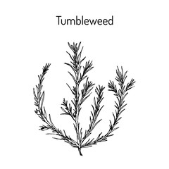 Tumbleweed Salsola collina , medicinal plant
