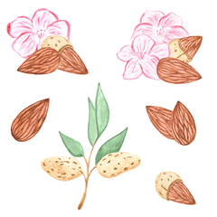 Watercolor Nuts. Hazelnut, Cashew, almonds, walnut set. Illustration for menu, catalog, restaurant, cartoon, game, kitchen, textile, decor.