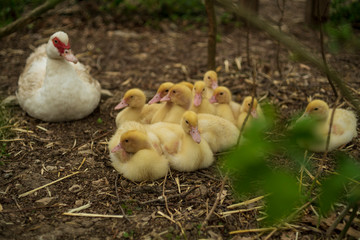 bird with its young chicks in hiding under trees