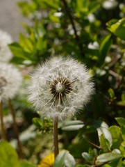 Fototapeta premium Löwenzahn