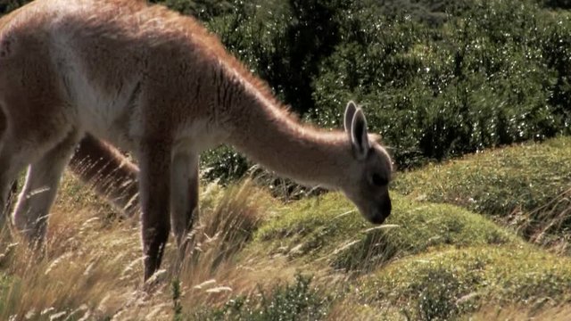 Close up of young guanaco eating from a bush and then looks up in Patagonia, Chile