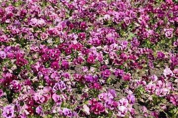 Naklejka premium Viola grandiflora solid flower bed on a sunny day