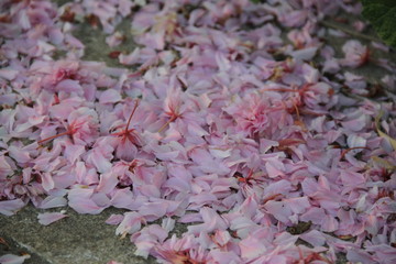 Pastel pink petals cherry tree flowers carpet
