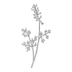 vector drawing fumitory