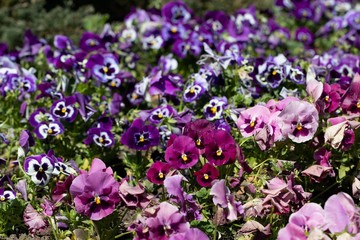 Obraz na płótnie Canvas Viola grandiflora mixed colors flower carpet
